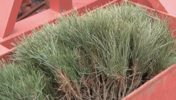 Севастополь направляет деньги от рубки на озеленение