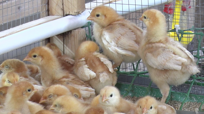 В Терновке бесплатно вакцинировали домашнюю птицу  