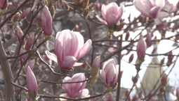 Волшебство цветения: на Большой Морской распустилась магнолия