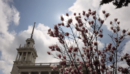 Весна в Севастополе: город утопает в живописных этюдах