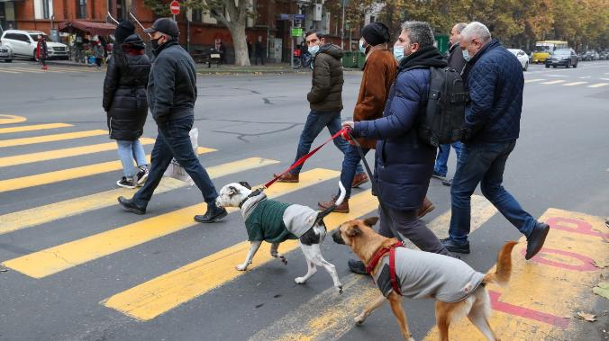 Ученые: обучение собак через наказание приводит к стрессу у животных