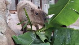 В зоопарке Бахчисарая показали капибар, жующих листья банана 