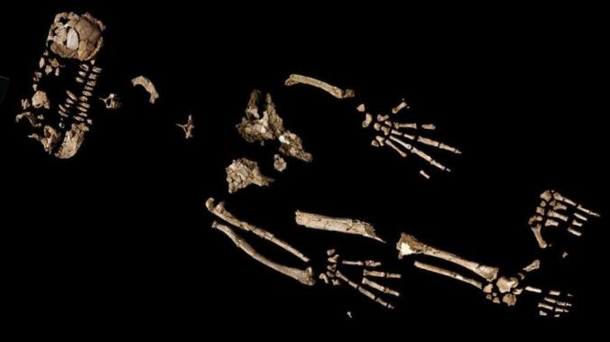 Скелет возрастом 4,4 миллиона лет дал ключ к разгадке прямохождения человека