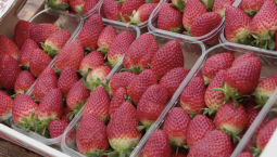 Первая ягода: в Крыму стартовал сбор тепличной клубники