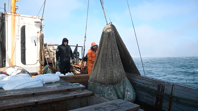 В Чёрном море выловили рекордное количество рыбы