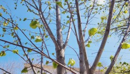Липы на улице Гоголя в Севастополе пустили первые почки