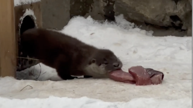 В Новосибирске у речных выдр появились 5 малышей