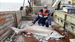 Популяция русского осётра в Азовском море растёт