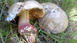 19 видов грибов занесли в Красную книгу Севастополя