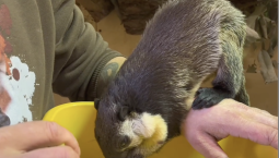 В Ленинградском зоопарке появилась гигантская белка