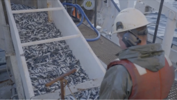 Вылов рыбы в России приблизился к 2,8 млн тонн