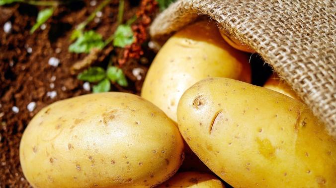 Модификация РНК на 50% повысила урожайность риса и картофеля