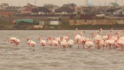 Зимнее чудо: 162 фламинго замечены на озере в Крыму