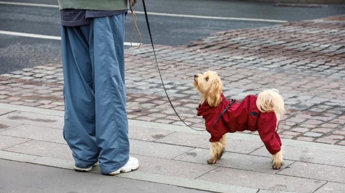 В России утвердили требования к местам выгула собак