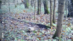 Редкая куница устроила прогулку в Новой Москве