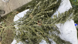 Житель Севастополя хранил 1,6 кг конопли на чердаке