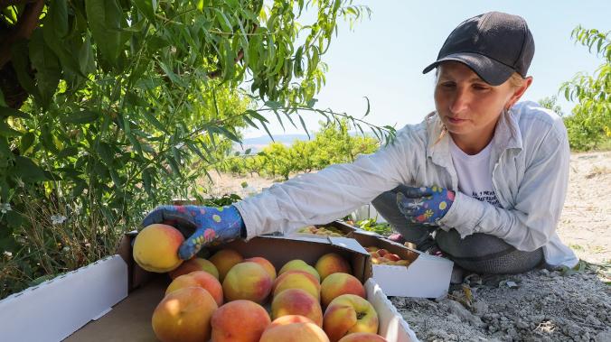 В агрокомплексе Севастополя трудятся тысячи специалистов