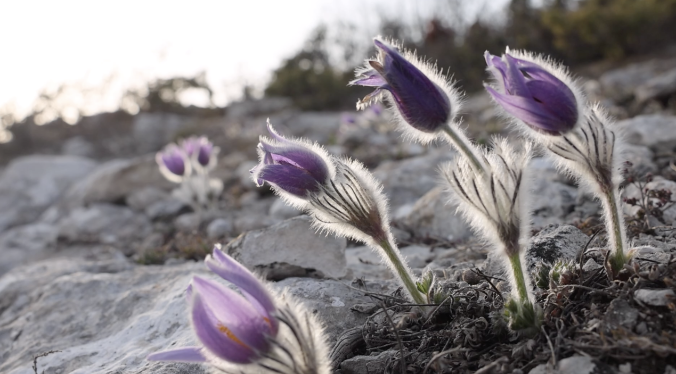 В Севастополе на горе Челтер-Кая цветёт прострел крымский