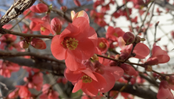 Самое красивое время: Севастополь расцвёл и наполнился сладким ароматом