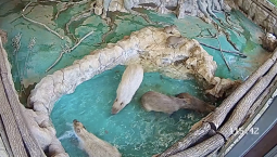 У капибар в Москве открылся сезон спа-процедур