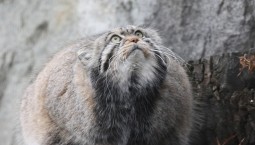 «Зажировка» манула закрепилась в русском языке 