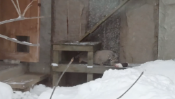  Манул Тимофей выбрался из домика за добычей