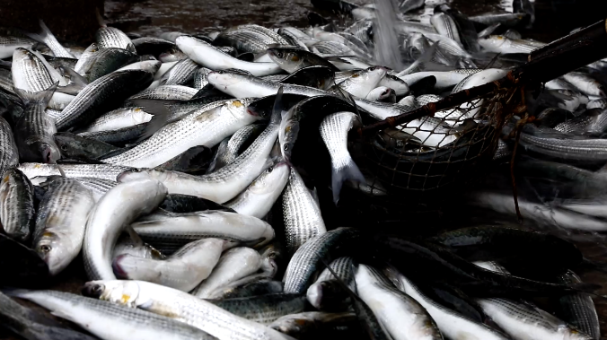 На субсидирование рыбной отрасли принимают заявки