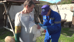 Ветеринары вакцинируют птицу в сёлах Севастополя