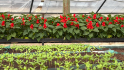 5 000 цветков сальвии высадят в центре Севастополя