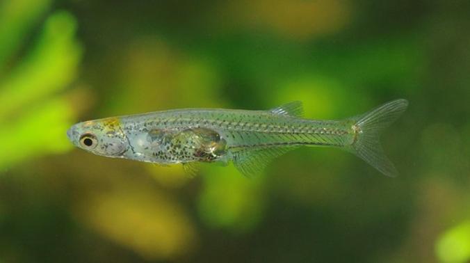 Группа исследователей обнаружила ранее неизвестный вид рыб