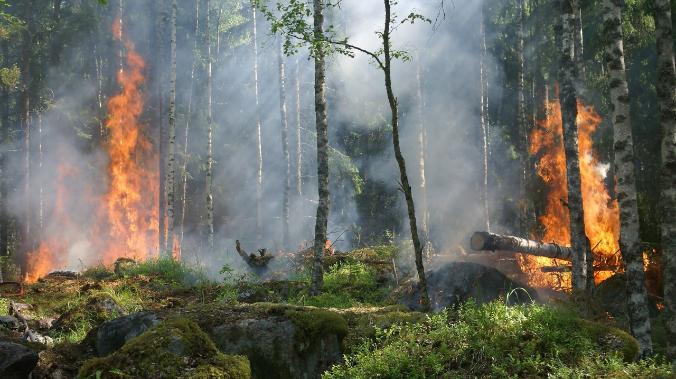 ООН: Мир должен подготовиться к катастрофическим лесным пожарам 