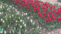 На параде тюльпанов в Крыму представили 113 сортов