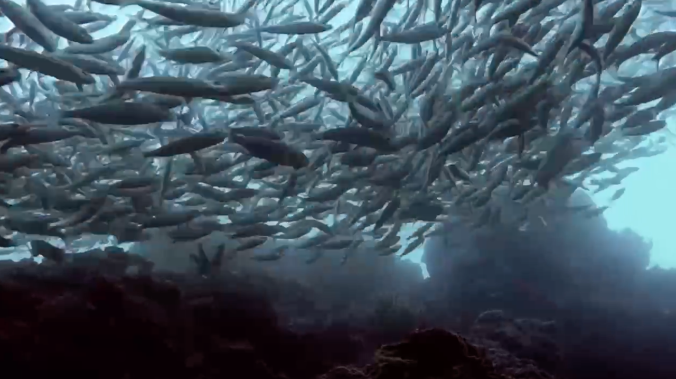 Рыбохозяйственной науке России – 145 лет