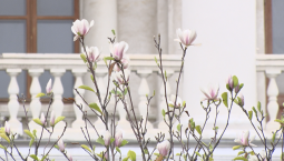 В Севастополе второй раз за год зацвела магнолия