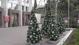 Новогодние ели «выросли» у здания Правительства Севастополя