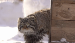 Манулы Новосибирского зоопарка встречают весну