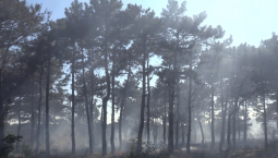 Посещать леса Севастополя запрещено до 10 сентября