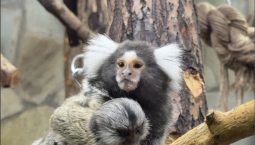 У пары игрунок в Ленинградском зоопарке родился девятый малыш