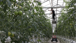 Тепличные хозяйства Севастополя получат субсидию 