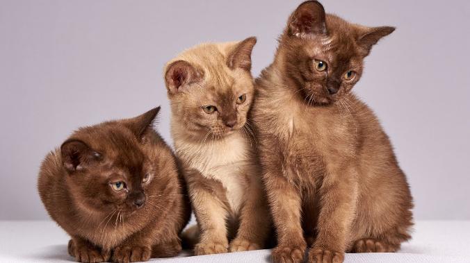 Ученые смогут «редактировать» кошек для борьбы с аллергией