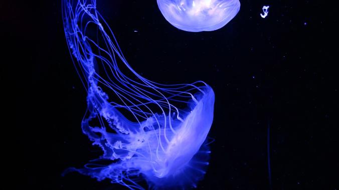 НИИ аквариума Монтерей-Бей поделился видео со светящимися глубоководными животными