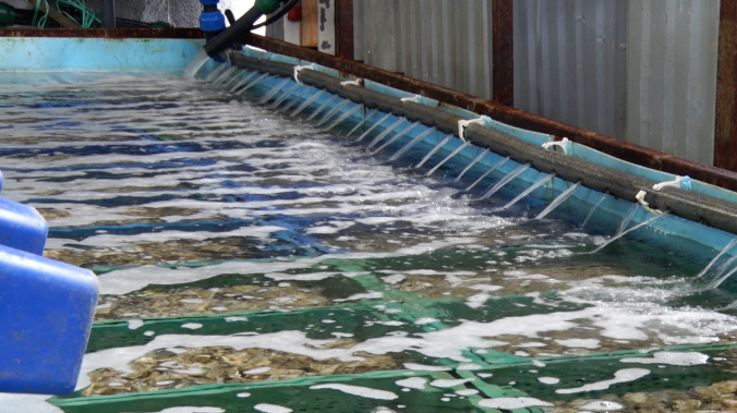 Ферма Севастополя соберёт до 60 тонн устриц