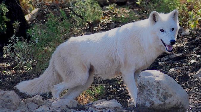В Китае родился первый клонированный щенок арктического волка