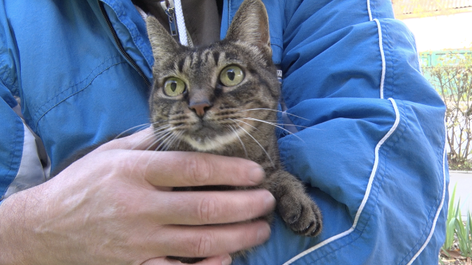 100 животных привили против бешенства за выходные в Севастополе