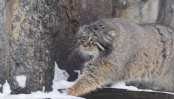 Манул Тимофей прогулялся по своим владениям и добыл перепёлку