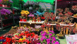 Гонконг «расцвёл» красочной ярмаркой цветов