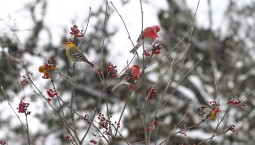 В Москве заметили щуров, которых не видели 113 лет