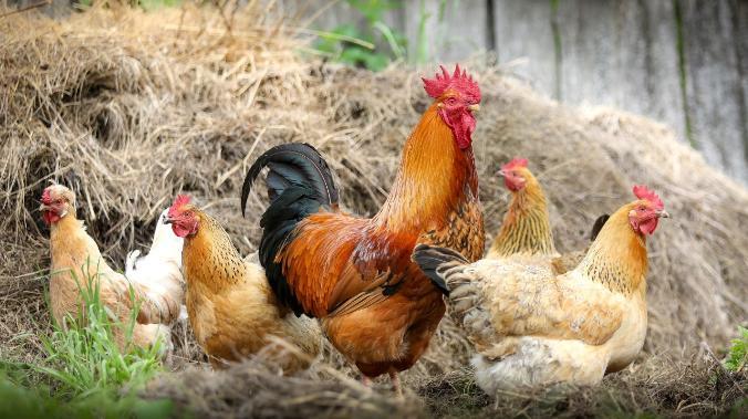 За месяц из Украины в Крым пытались нелегально провезти 350 кг продуктов