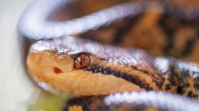 Учёные: ядовитые клыки у змей образовались не для подачи яда