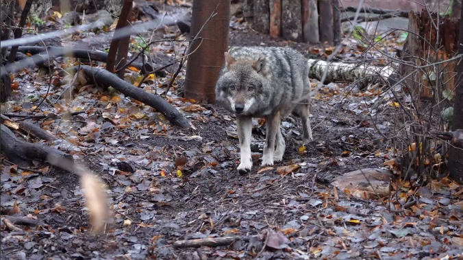 Серый волк Ёжка поселился в Московском зоопарке 